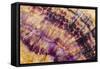 Minerals, Blue John or Derbyshire Spar, from Blue John Cavern-Richard Becker-Framed Stretched Canvas