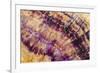 Minerals, Blue John or Derbyshire Spar, from Blue John Cavern-Richard Becker-Framed Photographic Print