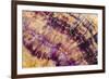 Minerals, Blue John or Derbyshire Spar, from Blue John Cavern-Richard Becker-Framed Photographic Print