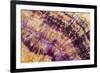 Minerals, Blue John or Derbyshire Spar, from Blue John Cavern-Richard Becker-Framed Photographic Print