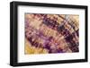 Minerals, Blue John or Derbyshire Spar, from Blue John Cavern-Richard Becker-Framed Premium Photographic Print