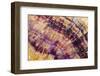 Minerals, Blue John or Derbyshire Spar, from Blue John Cavern-Richard Becker-Framed Photographic Print