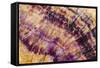 Minerals, Blue John or Derbyshire Spar, from Blue John Cavern-Richard Becker-Framed Stretched Canvas