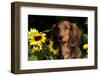 Mini Long-Hair Dachshund, Connecticut, USA-Lynn M^ Stone-Framed Photographic Print