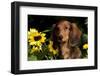 Mini Long-Hair Dachshund, Connecticut, USA-Lynn M^ Stone-Framed Photographic Print