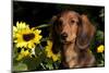 Mini Long-Hair Dachshund, Connecticut, USA-Lynn M^ Stone-Mounted Photographic Print