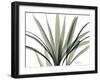 Mini Palm Tree-Albert Koetsier-Framed Art Print