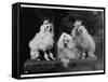 Mini Poodle Trio-null-Framed Stretched Canvas