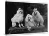 Mini Poodle Trio-null-Stretched Canvas