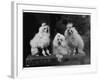 Mini Poodle Trio-null-Framed Photographic Print