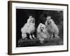 Mini Poodle Trio-null-Framed Photographic Print