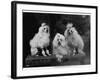 Mini Poodle Trio-null-Framed Photographic Print