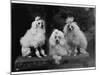 Mini Poodle Trio-null-Mounted Photographic Print