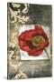 Mini Poppy Poetry III-Jennifer Goldberger-Stretched Canvas