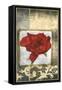 Mini Poppy Poetry IV-Jennifer Goldberger-Framed Stretched Canvas
