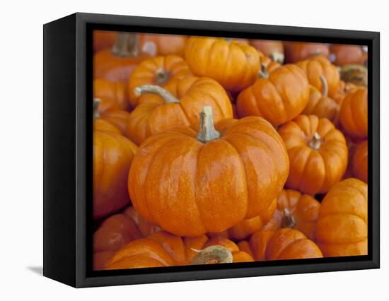 Mini pumpkins at fruit stand, Los Angeles, CA-Rob Sheppard-Framed Stretched Canvas