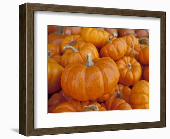 Mini pumpkins at fruit stand, Los Angeles, CA-Rob Sheppard-Framed Photographic Print