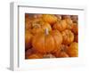 Mini pumpkins at fruit stand, Los Angeles, CA-Rob Sheppard-Framed Photographic Print