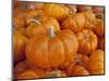 Mini pumpkins at fruit stand, Los Angeles, CA-Rob Sheppard-Mounted Photographic Print
