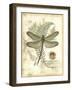 Mini Regal Dragonfly I-Vision Studio-Framed Art Print