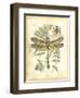 Mini Regal Dragonfly III-Vision Studio-Framed Premium Giclee Print