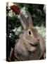 Mini Rex Domestic Rabbit-Lynn M. Stone-Stretched Canvas