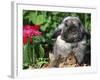 Mini Rex Domestic Rabbit-Lynn M. Stone-Framed Photographic Print