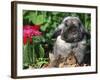 Mini Rex Domestic Rabbit-Lynn M. Stone-Framed Photographic Print