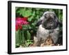 Mini Rex Domestic Rabbit-Lynn M. Stone-Framed Photographic Print