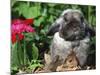 Mini Rex Domestic Rabbit-Lynn M. Stone-Mounted Photographic Print