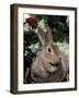 Mini Rex Domestic Rabbit-Lynn M. Stone-Framed Photographic Print