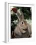 Mini Rex Domestic Rabbit-Lynn M. Stone-Framed Photographic Print