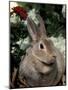 Mini Rex Domestic Rabbit-Lynn M. Stone-Mounted Photographic Print