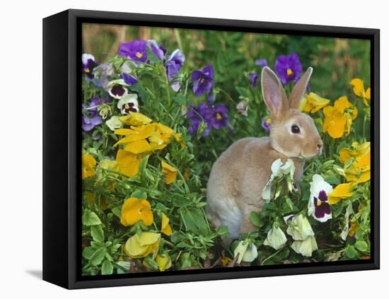 Mini Rex Rabbit, Amongst Pansies, USA-Lynn M. Stone-Framed Stretched Canvas