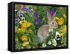 Mini Rex Rabbit, Amongst Pansies, USA-Lynn M. Stone-Framed Stretched Canvas