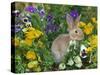 Mini Rex Rabbit, Amongst Pansies, USA-Lynn M. Stone-Stretched Canvas