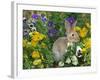 Mini Rex Rabbit, Amongst Pansies, USA-Lynn M. Stone-Framed Photographic Print