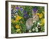 Mini Rex Rabbit, Amongst Pansies, USA-Lynn M. Stone-Framed Photographic Print