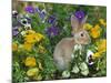 Mini Rex Rabbit, Amongst Pansies, USA-Lynn M. Stone-Mounted Photographic Print