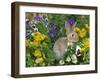 Mini Rex Rabbit, Amongst Pansies, USA-Lynn M. Stone-Framed Photographic Print
