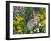 Mini Rex Rabbit, Amongst Pansies, USA-Lynn M. Stone-Framed Photographic Print