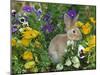 Mini Rex Rabbit, Amongst Pansies, USA-Lynn M. Stone-Mounted Photographic Print