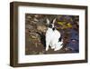 Mini Rex Rabbit, E. Haddam, Connecticut, USA-Lynn M^ Stone-Framed Photographic Print