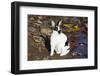 Mini Rex Rabbit, E. Haddam, Connecticut, USA-Lynn M^ Stone-Framed Photographic Print