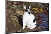 Mini Rex Rabbit, E. Haddam, Connecticut, USA-Lynn M^ Stone-Mounted Photographic Print
