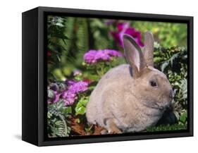 Mini Rex Rabbit, USA-Lynn M. Stone-Framed Stretched Canvas