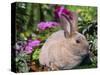 Mini Rex Rabbit, USA-Lynn M. Stone-Stretched Canvas