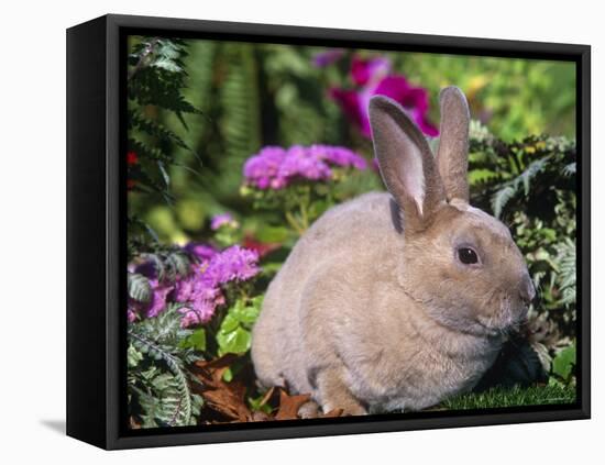 Mini Rex Rabbit, USA-Lynn M. Stone-Framed Stretched Canvas