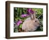 Mini Rex Rabbit, USA-Lynn M. Stone-Framed Premium Photographic Print