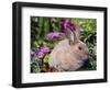 Mini Rex Rabbit, USA-Lynn M. Stone-Framed Premium Photographic Print